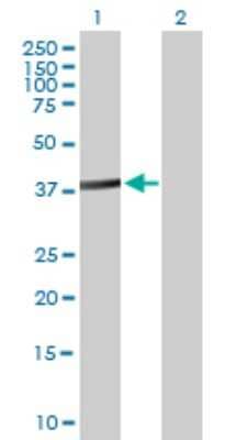 Western Blot: ACTL8 Antibody [H00081569-B01P] - Analysis of ACTL8 expression in transfected 293T cell line by ACTL8 polyclonal antibody.  Lane 1: ACTL8 transfected lysate(40.26 KDa). Lane 2: Non-transfected lysate.