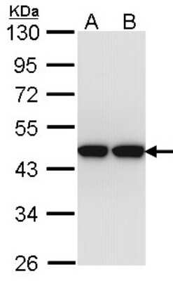 Western Blot ACTL8 Antibody - BSA Free