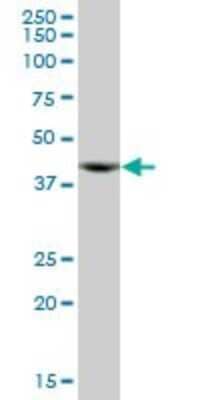 Western Blot: ACTR10 Antibody [H00055860-B01P] - Analysis of ACTR10 expression in rat brain.