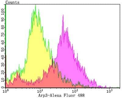 Flow Cytometry: ACTR3 Antibody (JB33-44) [NBP2-75395] - Analysis of HL-60 cells with Arp3 antibody at 1/100 dilution (purple) compared with an unlabelled control (cells without incubation with primary antibody; yellow).Alexa Fluor 488-conjugated goat anti-rabbit IgG was used as the secondary antibody.