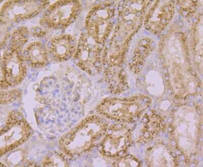 Immunohistochemistry-Paraffin: ACTR3 Antibody (JB33-44) [NBP2-75395] - Analysis of paraffin-embedded rat kidney tissue using anti-Arp3 antibody. Counter stained with hematoxylin.