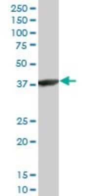 Western Blot: ACTRT2 Antibody (2E10) [H00140625-M03] - Analysis of ACTRT2 expression in HepG2 (Cat # L019V1).