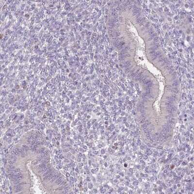 Immunohistochemistry-Paraffin: ACTRT2 Antibody [NBP1-89005] - Staining of human endometrium shows low expression as expected.