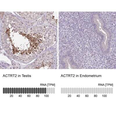 <b>Orthogonal Strategies Validation. </b>Immunohistochemistry-Paraffin: ACTRT2 Antibody [NBP1-89005] - Staining in human testis and endometrium tissues using anti-ACTRT2 antibody. Corresponding ACTRT2 RNA-seq data are presented for the same tissues.