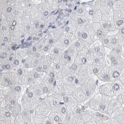 Immunohistochemistry-Paraffin: ACTRT2 Antibody [NBP1-89006] - Staining of human liver.