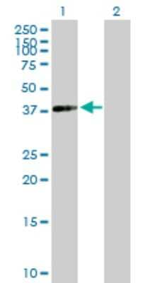 Western Blot: ACTRT2 Antibody [H00140625-B01P] - Analysis of ACTRT2 expression in transfected 293T cell line by ACTRT2 polyclonal antibody.  Lane 1: ACTRT2 transfected lysate(41.47 KDa). Lane 2: Non-transfected lysate.