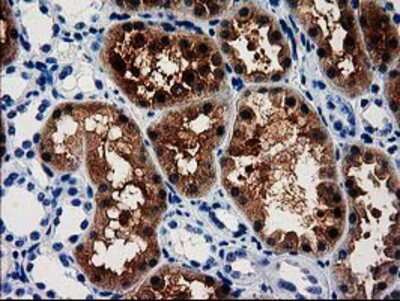 Immunohistochemistry-Paraffin: ACY3 Antibody (2D5) [NBP2-03512] - Staining of paraffin-embedded Human Kidney tissue using anti-ACY3 mouse monoclonal antibody.