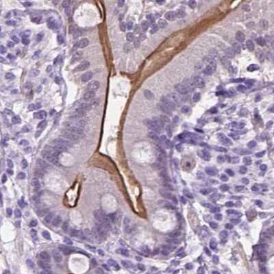 Immunohistochemistry-Paraffin: ACY3 Antibody [NBP2-48895] - Staining of human duodenum.