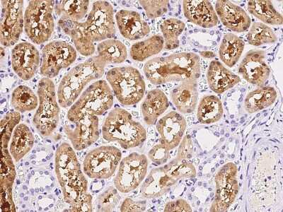 Immunohistochemistry-Paraffin: ACY3 Antibody [NBP2-99167] - Immunochemical staining of human ACY3 in human kidney with rabbit polyclonal antibody at 1:300 dilution, formalin-fixed paraffin embedded sections.