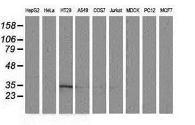 Flow Cytometry: ACY3 Antibody (OTI2D5) - Azide and BSA Free [NBP2-72329] - Analysis of extracts (35ug) from 9 different cell lines by using anti-ACY3 monoclonal antibody (HepG2: human; HeLa: human; SVT2: mouse; A549: human; COS7: monkey; Jurkat: human; MDCK: canine; PC12: rat; MCF7: human).