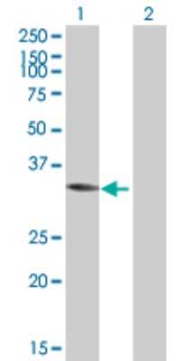 Western Blot: ACY3 Antibody [H00091703-B01P] - Analysis of ACY3 expression in transfected 293T cell line by ACY3 polyclonal antibody.  Lane 1: ACY3 transfected lysate(35.09 KDa). Lane 2: Non-transfected lysate.