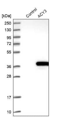 Western Blot ACY3 Antibody - BSA Free