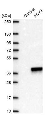 Western Blot ACY3 Antibody - BSA Free