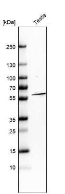 Western Blot: ADA2 beta Antibody [NBP1-91649] - Analysis in human testis tissue.