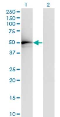 Western Blot: ADA2a Antibody (4A8-1A7) [H00006871-M01] - Analysis of TADA2L expression in transfected 293T cell line by TADA2L monoclonal antibody (M01), clone 4A8-1A7.Lane 1: TADA2L transfected lysate (Predicted MW: 51.5 KDa).Lane 2: Non-transfected lysate.