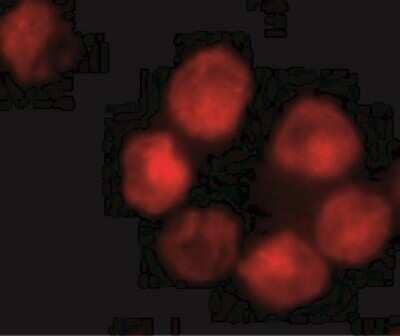 Immunocytochemistry/Immunofluorescence: ADAM10 Antibody - BSA Free [NBP1-76973] - K562 cells with ADAM10 antibody at 10 ug/mL.