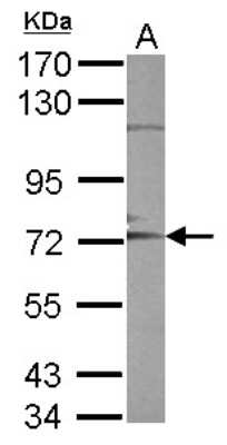 Western Blot: ADAM10 Antibody [NBP2-15279] - Sample (30 ug of whole cell lysate) A: K562 7. 5% SDS PAGE; antibody diluted at 1:1000.