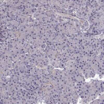 Immunohistochemistry-Paraffin: ADAM11 Antibody [NBP2-62689] - Staining of human pancreas shows low expression as expected.