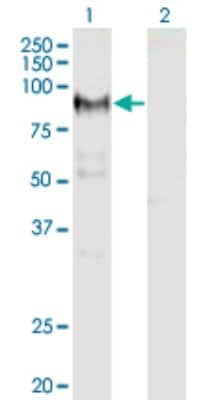 Western Blot: ADAM12 Antibody (1G3) [H00008038-M01] - Analysis of ADAM12 expression in transfected 293T cell line by ADAM12 monoclonal antibody (M01), clone 1G3.Lane 1: ADAM12 transfected lysate (Predicted MW: 80.4 KDa).Lane 2: Non-transfected lysate.