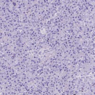 Immunohistochemistry-Paraffin: ADAM12 Antibody [NBP1-82791] - Staining of human pancreas shows no positivity in exocrine glandular cells as expected.