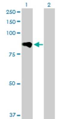 Western Blot: ADAM12 Antibody [H00008038-D01P] - Analysis of ADAM12 expression in transfected 293T cell line by ADAM12 polyclonal antibody.Lane 1: ADAM12 transfected lysate(80.40 KDa).Lane 2: Non-transfected lysate.