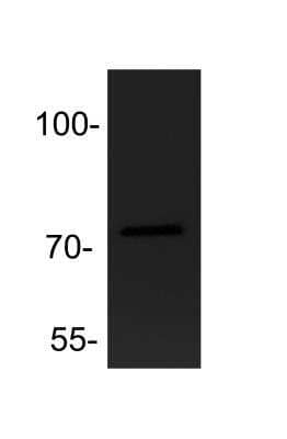 Western Blot ADAM19 Antibody