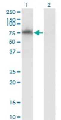 Western Blot: ADAM2 Antibody (1B8) [H00002515-M02] - Analysis of ADAM2 expression in transfected 293T cell line by ADAM2 monoclonal antibody (M02), clone 1B8.Lane 1: ADAM2 transfected lysate (Predicted MW: 64.8 KDa).Lane 2: Non-transfected lysate.