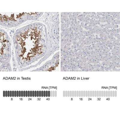 Immunohistochemistry-Paraffin: ADAM2 Antibody [NBP1-85415] - Staining in human testis and liver tissues using anti-ADAM2 antibody. Corresponding ADAM2 RNA-seq data are presented for the same tissues.