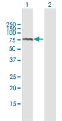 Western Blot: ADAM2 Antibody [H00002515-B01P] - Analysis of ADAM2 expression in transfected 293T cell line by ADAM2 polyclonal antibody.  Lane 1: ADAM2 transfected lysate(63.69 KDa). Lane 2: Non-transfected lysate.