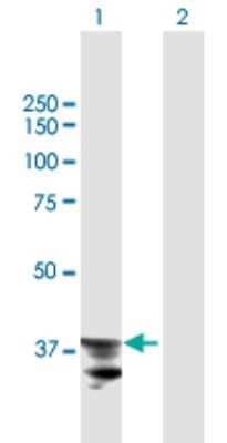 Western Blot: ADAM22 Antibody [H00053616-B01P] - Analysis of ADAM22 expression in transfected 293T cell line by ADAM22 polyclonal antibody.  Lane 1: ADAM22 transfected lysate(37.62 KDa). Lane 2: Non-transfected lysate.