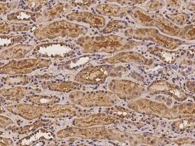 Immunohistochemistry-Paraffin: ADAM23 Antibody [NBP2-98071] - Immunochemical staining of human ADAM23 in human kidney with rabbit polyclonal antibody at 1:100 dilution, formalin-fixed paraffin embedded sections.