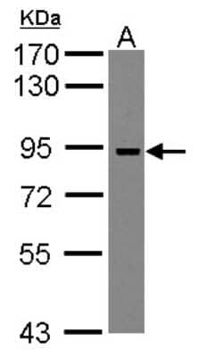 Western Blot ADAM23 Antibody