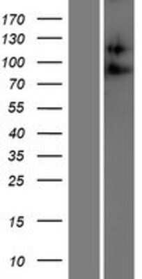 Western Blot ADAM23 Overexpression Lysate