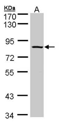 Western Blot: ADAM33 Antibody [NBP1-30898] - Sample (30 ug of whole cell lysate)A: Raji (GTX27908)7. 5% SDS PAGE, antibody diluted at 1:500.