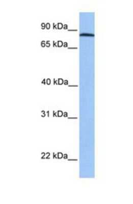 Western Blot ADAM7 Antibody - BSA Free