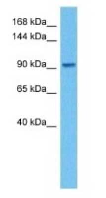 Western Blot: ADAM8 Antibody [NBP3-10837] - Western blot analysis of ADAM8 in Mouse Testis lysates. Antibody dilution at 1ug/ml