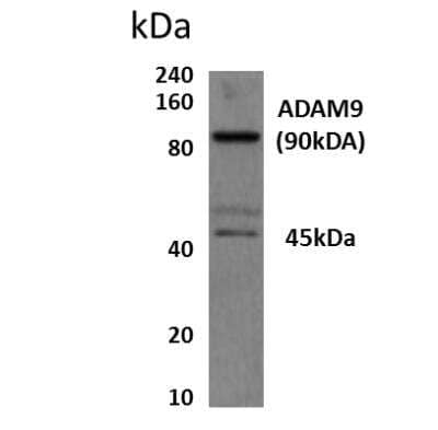 Western Blot: ADAM9 Antibody (MM0080-8A15) [NBP2-12021] - Lysates of human prostate cancer cells