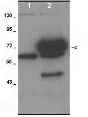 Western Blot: ADAM9 Antibody [NBP1-59010] - HEK293 cell lysate, concentration 2.5 ug/ml.