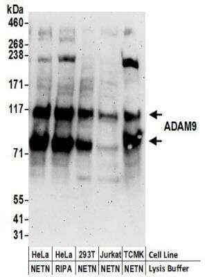 Western Blot: ADAM9 Antibody [NBP2-32260] - Samples:  Whole cell lysate (50 ug) prepared using NETN or RIPA buffer from HeLa, 293T, Jurkat, and mouse TCMK-1 cells. Antibodies:  Affinity purified rabbit anti-ADAM9 antibody NBP2-32260 used for WB at 0.04 ug/ml.  Detection: Chemiluminescence with an exposure time of 3 minutes.