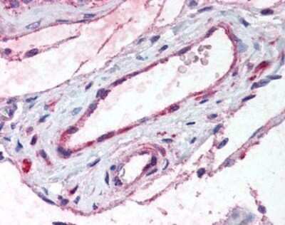 Immunohistochemistry-Paraffin: ADAMTS1 Antibody - BSA Free [NBP1-50161] - Analysis of anti-ADAMTS1 antibody with human testis, vessels.