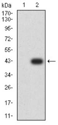 Western Blot: ADAMTS1 Antibody (1C12E6) [NBP2-61815] - Analysis using ADAMTS1 mAb against HEK293 (1) and ADAMTS1 (AA: 858-960)-hIgGFc transfected HEK293 (2) cell lysate.