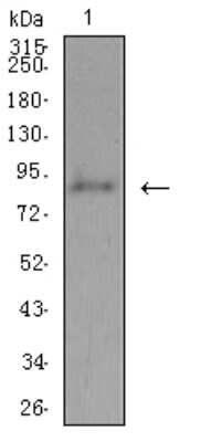 Western Blot: ADAMTS1 Antibody (1C12E6) [NBP2-61815] - Analysis using ADAMTS1 mouse mAb against Hela (1) cell lysate.