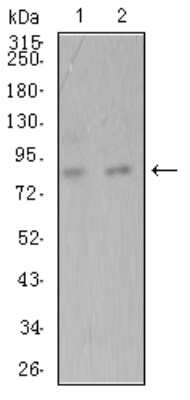 Western Blot: ADAMTS1 Antibody (1G5D5) [NBP2-61808] - Analysis using ADAMTS1 mouse mAb against Hela (1) and SK-Br-3 (2) cell lysate.