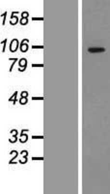 Western Blot: ADAMTS1 Overexpression Lysate (Adult Normal) [NBP2-07547] Left-Empty vector transfected control cell lysate (HEK293 cell lysate); Right -Over-expression Lysate for ADAMTS1.