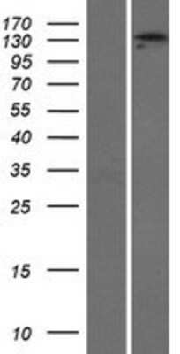 Western Blot: ADAMTS3 Overexpression Lysate (Adult Normal) [NBP2-07367] Left-Empty vector transfected control cell lysate (HEK293 cell lysate); Right -Over-expression Lysate for ADAMTS3.