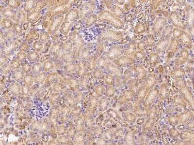 Immunohistochemistry: ADAMTS4 Antibody [NBP2-99438] - Immunochemical staining of mouse ADAMTS4 in mouse kidney with rabbit polyclonal antibody at 1:500 dilution, formalin-fixed paraffin embedded sections.