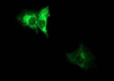 Immunocytochemistry/Immunofluorescence: ADAMTS8 Antibody (OTI2H5) - Azide and BSA Free [NBP2-71677] - Analysis of COS7 cells transiently transfected by pCMV6-ENTRY ADAMTS8.