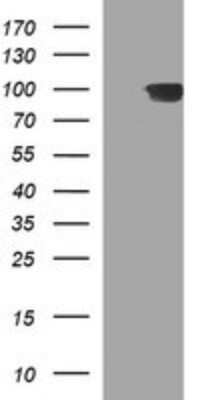 Western Blot ADAMTS8 Antibody (OTI2H5) - Azide and BSA Free