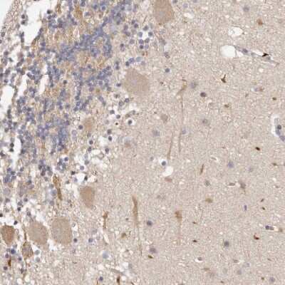 Immunohistochemistry-Paraffin: ADAMTS9 Antibody [NBP1-82915] - Staining of human cerebellum shows weak  cytoplasmic positivity in Purkinje cells.