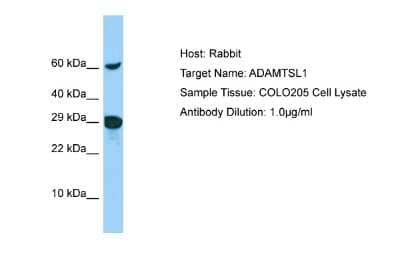 Western Blot: ADAMTSL-1/Punctin Antibody [NBP2-88762] - Host: Rabbit. Target Name: ADAMTSL1. Sample Type: COLO205 Whole Cell lysates. Antibody Dilution: 1.0ug/ml